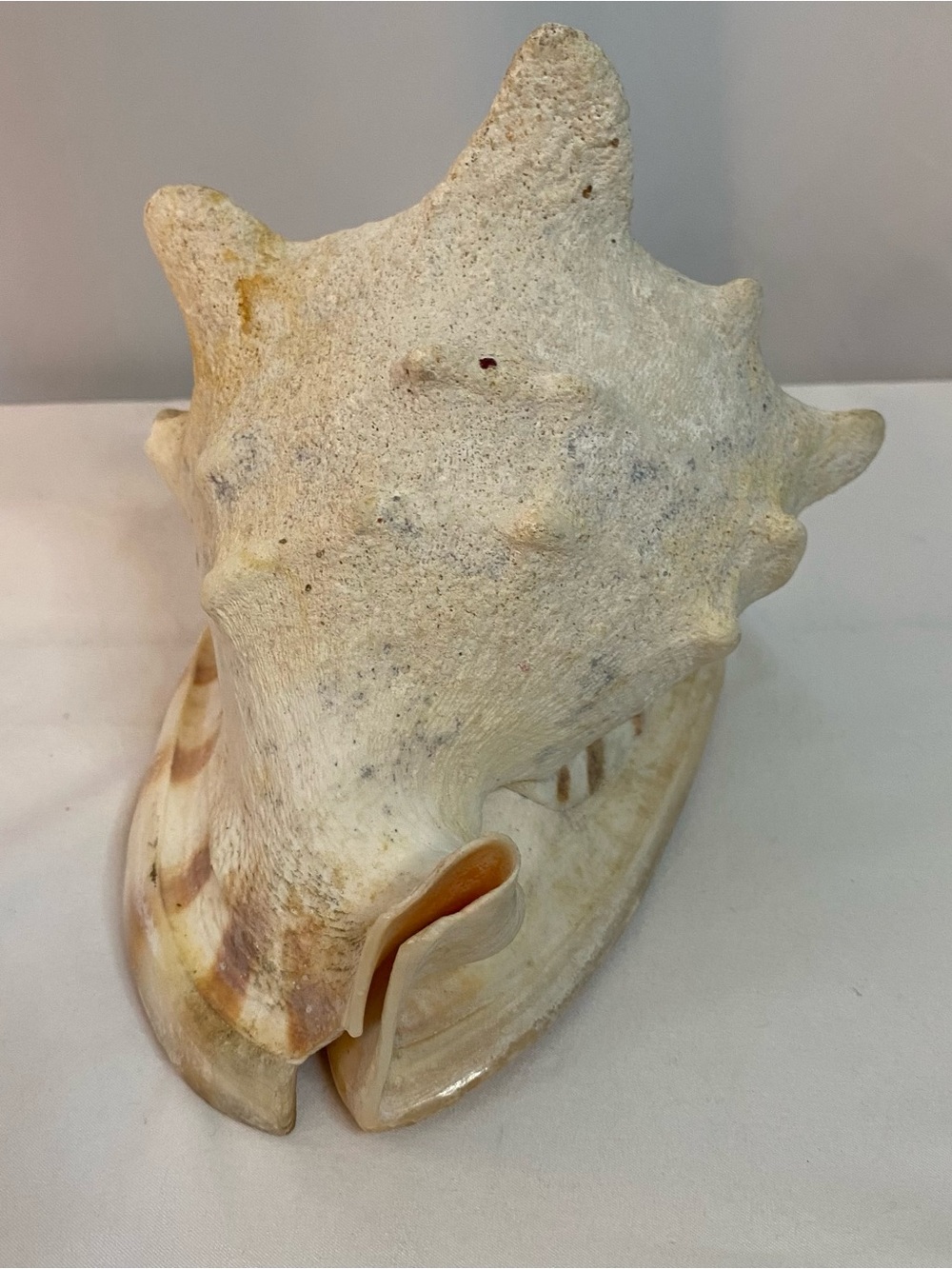 Large Conch Shell - Picture 5 of 6
